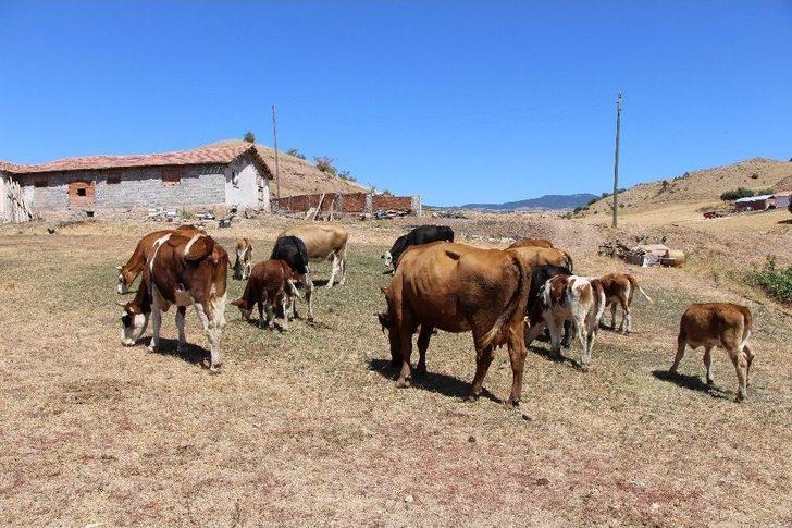 Çalınan Hayvanlarını Bulan Jandarmalara Böyle Sarıldı G3