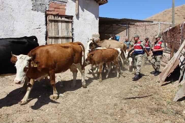 Çalınan Hayvanlarını Bulan Jandarmalara Böyle Sarıldı G5