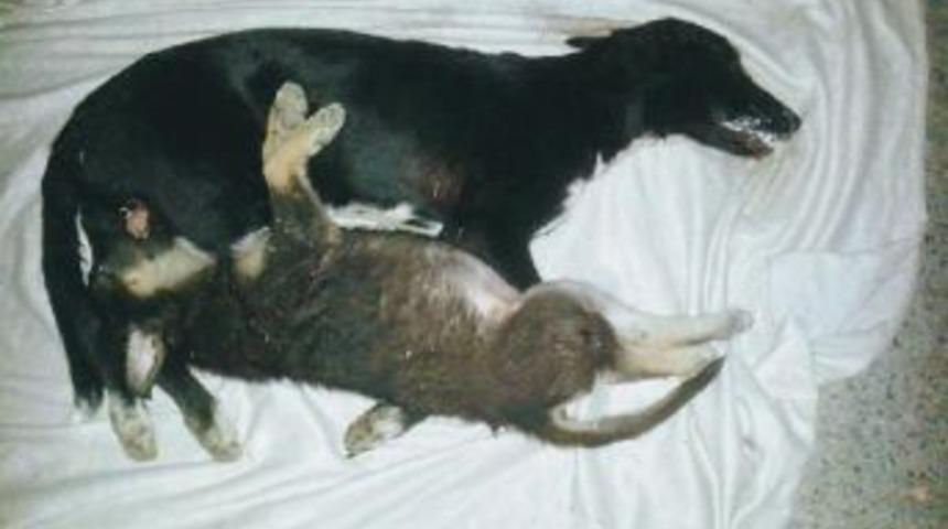 Tekirdağ'da Zehirlenen Sokak K&ouml;peği Ve Yavrusu Telef Oldu