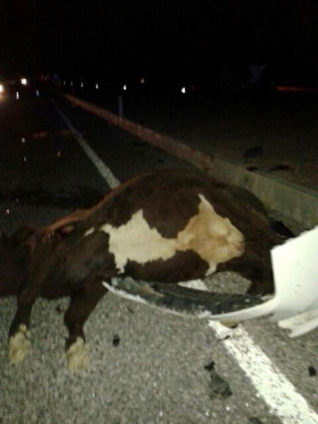 Yolun Karşısına Geçmek Isterken Kazada Öldü 1