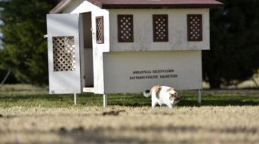 Antalya&rsquo;da Kedilere Temalı Kedi Evi