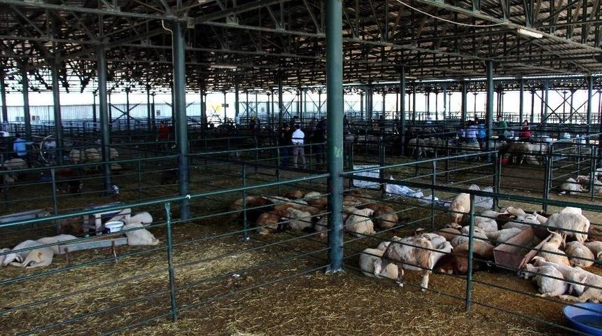 Eskişehir&rsquo;deki Hayvan Pazarı Eksiklikleriyle B&uuml;y&uuml;k Tepki &Ccedil;ekiyor