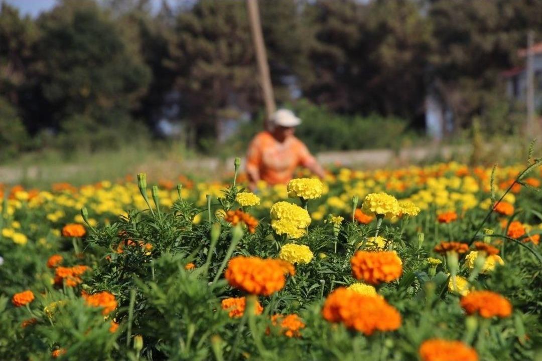 Bafra Ovası &Ccedil;i&ccedil;ek Yatırımcısını Bekliyor