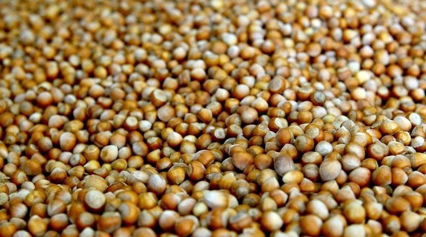 &lsquo;yeşil Altın&rsquo; 9,5 Liradan Satılıyor