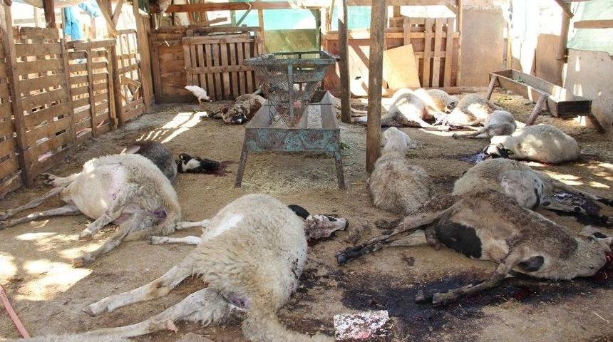 Manisa&rsquo;da 50&rsquo;den Fazla K&uuml;&ccedil;&uuml;kbaş Hayvan Telef Oldu