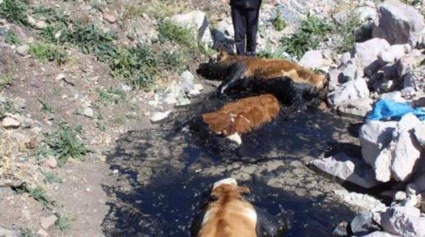 Zifte Saplanan 3 Dana Telef Oldu- Yeniden