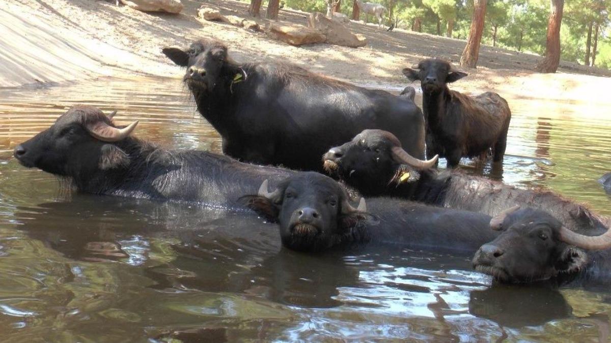 Hayvanat Bah&ccedil;esinde Bayram Rekoru