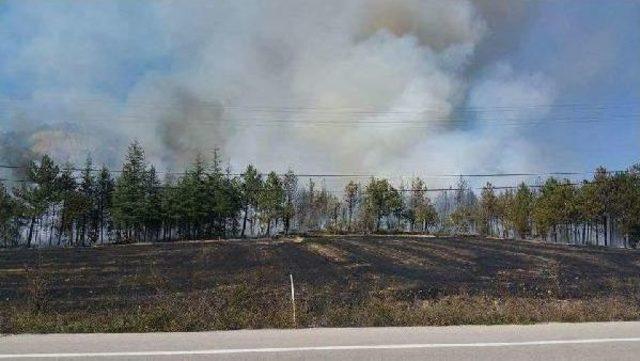 Bolu'da Orman Yangını