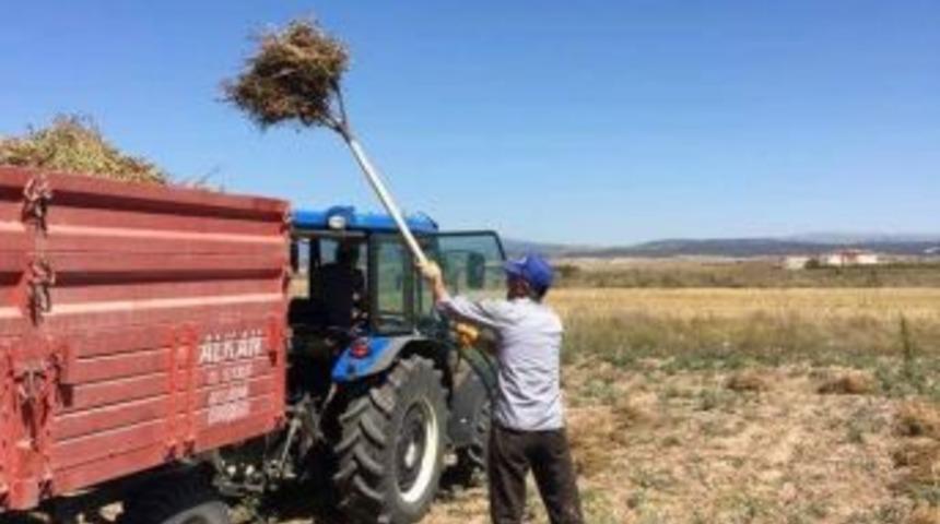 Aslanapa&rsquo;da Nohut Hasadı Başladı