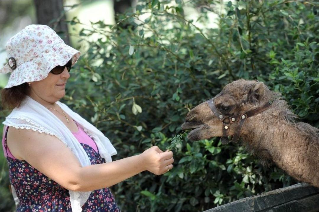 &rsquo;zeyno&rsquo;ya B&uuml;y&uuml;k İlgi