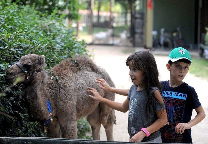 ’zeyno’ya Büyük İlgi G3