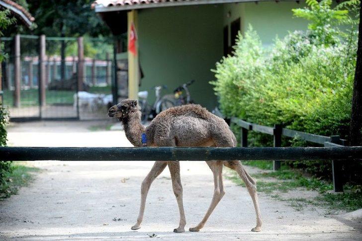 ’zeyno’ya Büyük İlgi G1