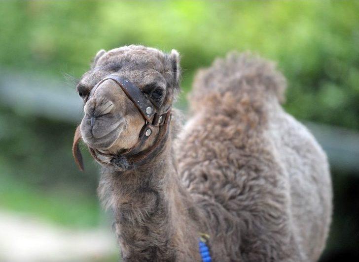 ’zeyno’ya Büyük İlgi G2