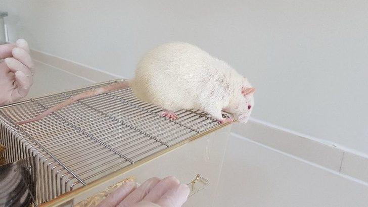 Sağlık Kobay Fareler İle Gelecek G1