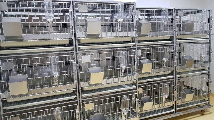 Sağlık Kobay Fareler İle Gelecek G2