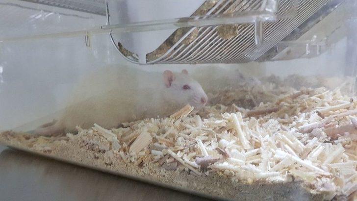 Sağlık Kobay Fareler İle Gelecek G4