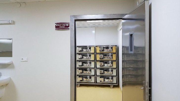 Sağlık Kobay Fareler İle Gelecek G5