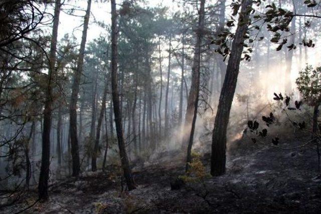 Bolu'daki Orman Yangını Söndürüldü