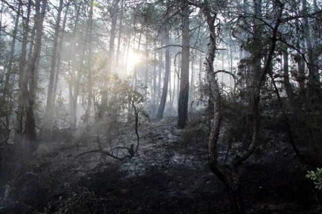 Bolu'daki Orman Yangını Söndürüldü