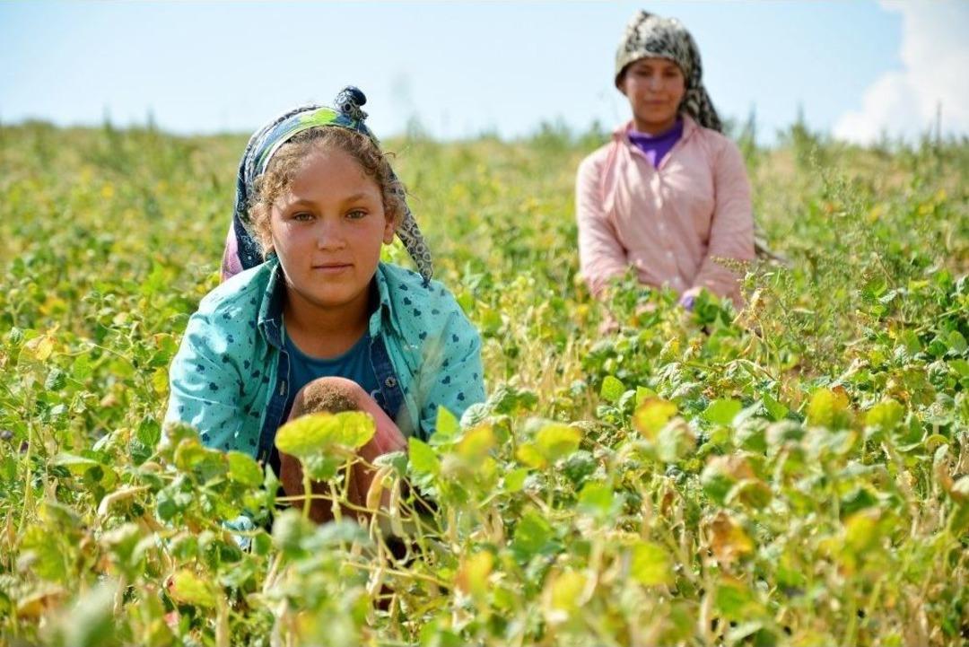 (&ouml;zel Haber) Şanlıurfalı Tarım İş&ccedil;ilerinin &Ccedil;ocukları Okumak İstiyor