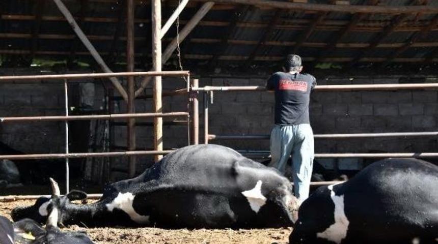 19 B&uuml;y&uuml;kbaş Hayvanı Bir Gecede Telef Oldu