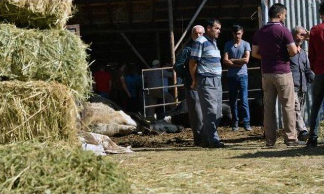 19 B&uuml;y&uuml;kbaş Hayvanı Bir Gecede Telef Oldu 1