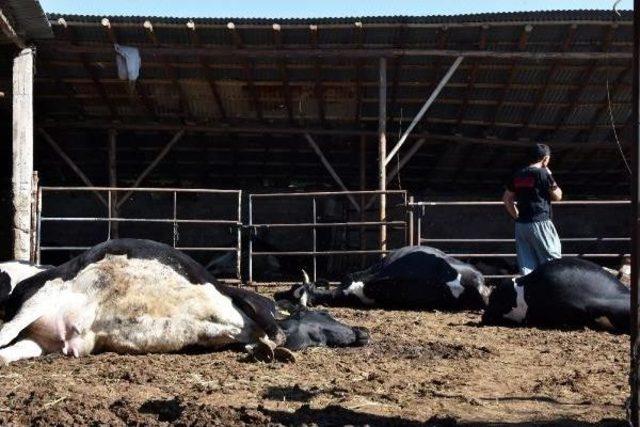 19 B&uuml;y&uuml;kbaş Hayvanı Bir Gecede Telef Oldu 3