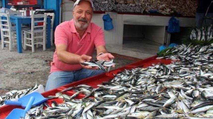 Balık&ccedil;ı Tezgahlarında Uskumru Bolluğu