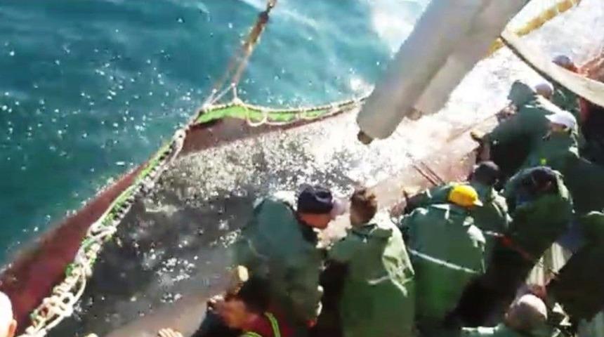 Balık&ccedil;ıların İlk Avında İstavrit Bereketi