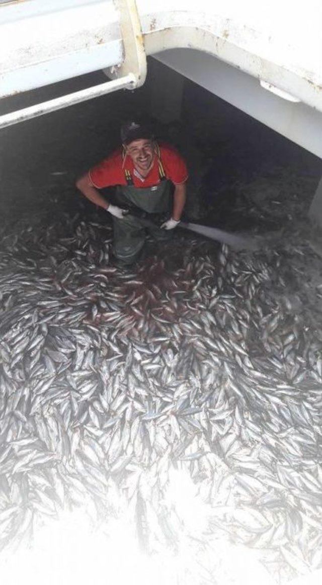 Balık&ccedil;ıların İlk Avında İstavrit Bereketi 1