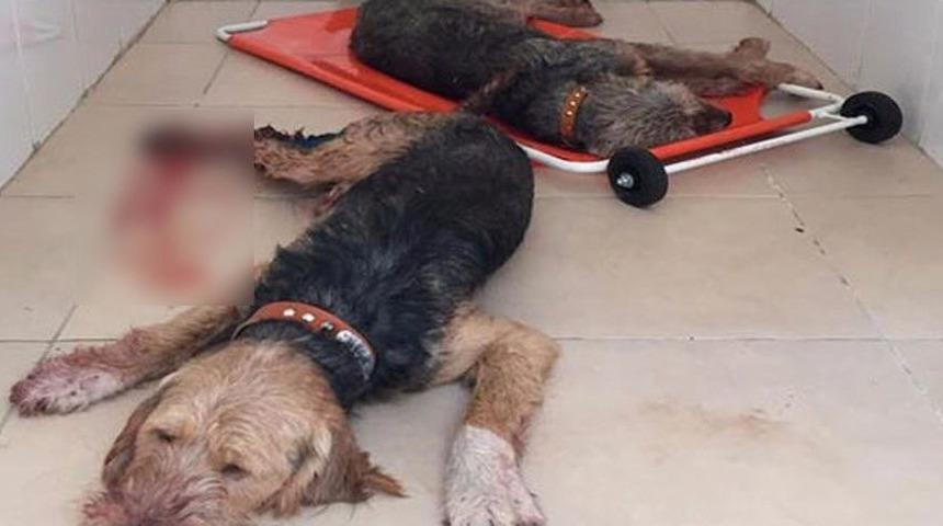 Domuzlar 5 Av K&ouml;peğini Ağır Yaraladı