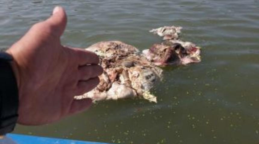 Denize Atılan Kurban Atıkları Tepkiye Neden Oldu