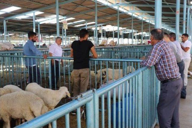 Kurban Satıcıları: Denizli Horozu Kurbanlıktan Pahalı Hale Geldi