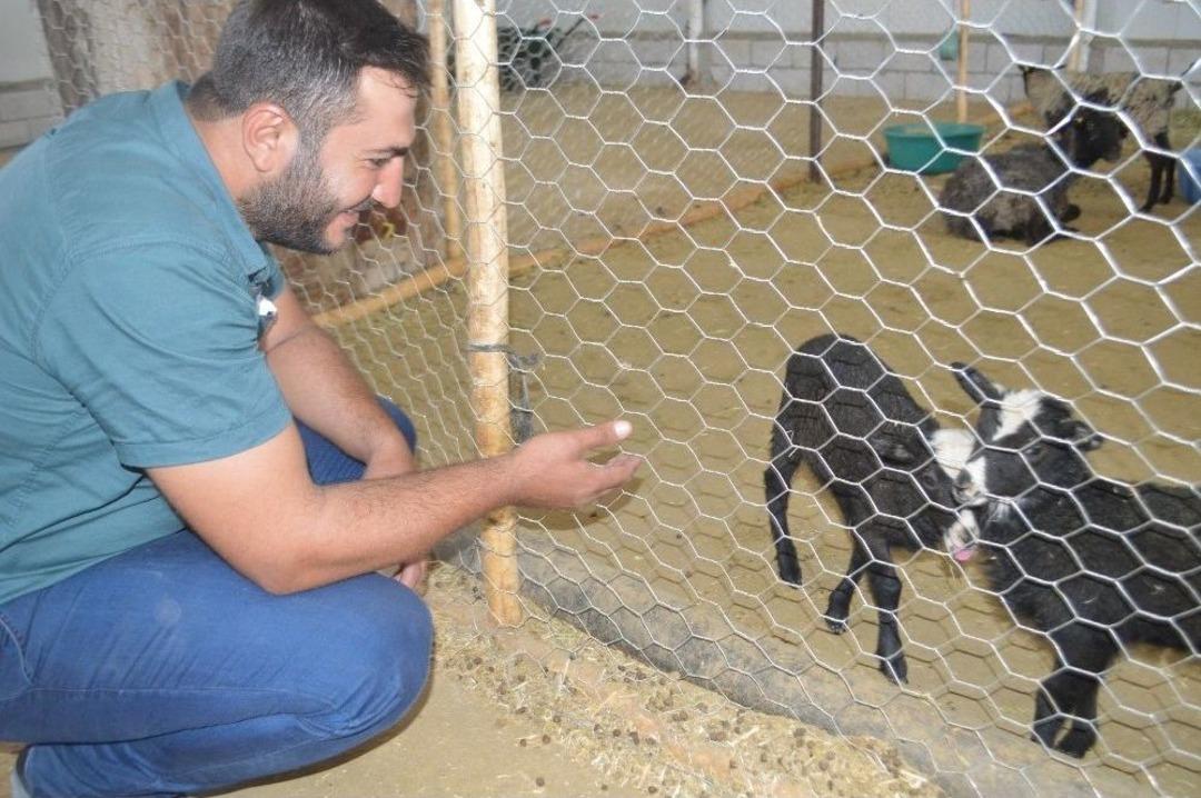 Mardin&rsquo;de İthal Koyun &Ccedil;iftliği A&ccedil;ıldı