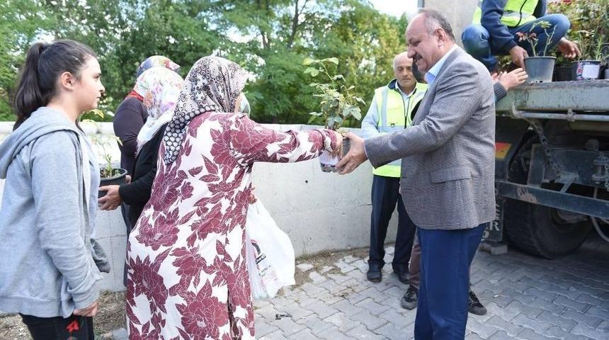 Kastamonu Belediyesi, 3 Bin 500 G&uuml;l Fidesi Dağıttı