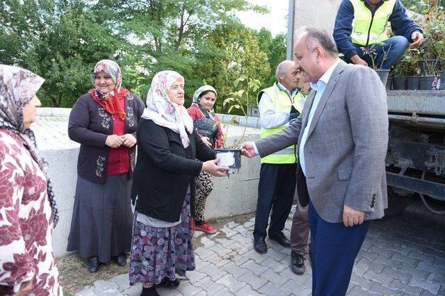 Kastamonu Belediyesi, 3 Bin 500 Gül Fidesi Dağıttı