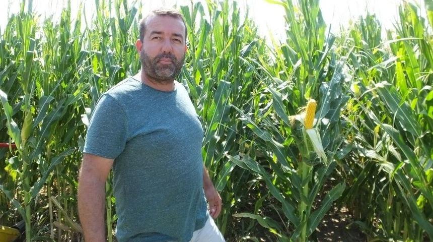 Burhaniye&rsquo;de Silajlık Mısır Hasadına Başlandı