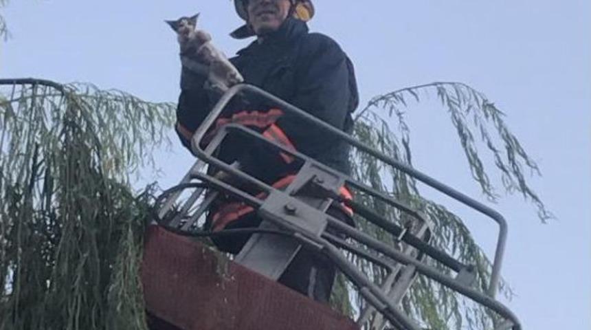 Ağa&ccedil;ta Mahsur Kalan Yavru Kediyi Itfaiye Kurtardı