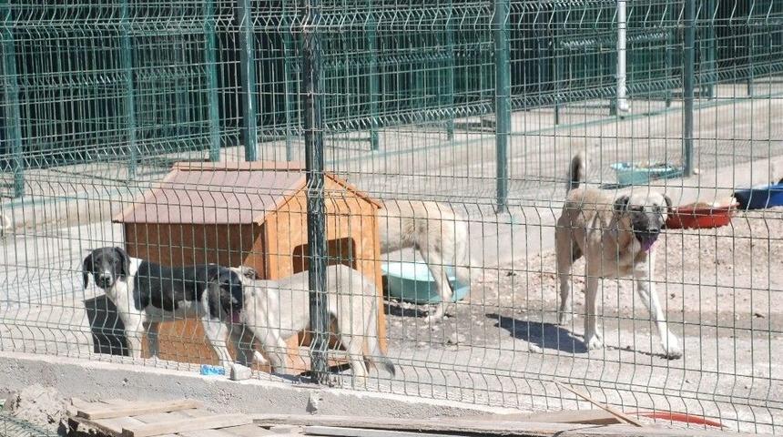 Başkan Bekler, Hayvan Barınağındaki G&ouml;r&uuml;nt&uuml;leri Değerlendirdi