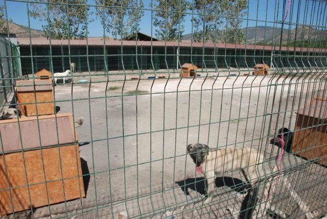 Başkan Bekler, Hayvan Barınağındaki G&ouml;r&uuml;nt&uuml;leri Değerlendirdi 2