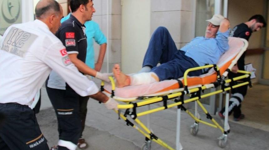 Yaban Domuzu Yaşlı Adamı Yaraladı