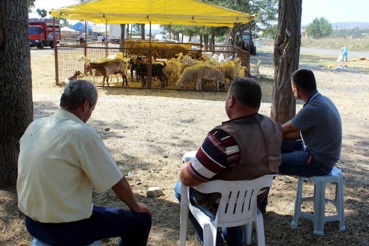 Onlarca Kurbanlık Elde Kaldı