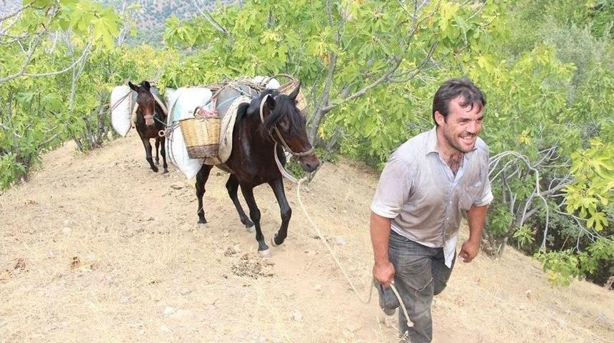Aydın Dağlarında At Ve Eşekler Halen Reva&ccedil;ta