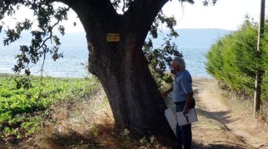 Şair Ve Yazarların Adını Anıt Ağa&ccedil;larda Yaşatıyor