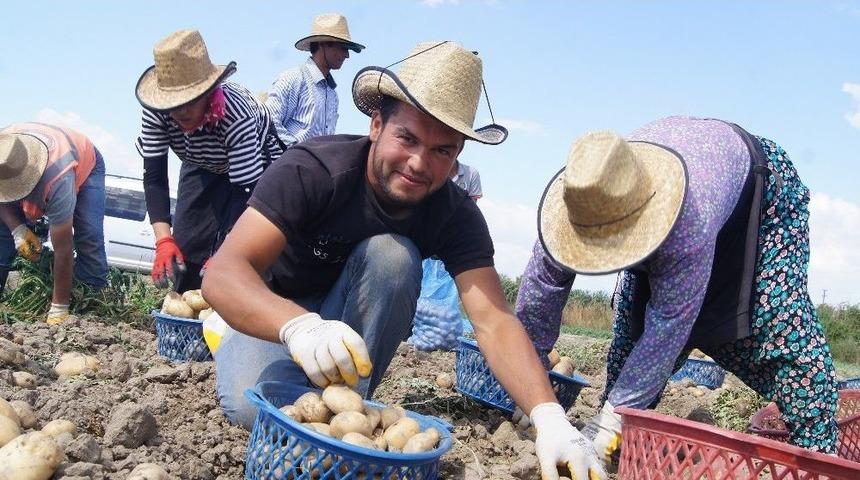 Akıllı K&ouml;y&rsquo;de Patates Denemesi Başarıyla Sonu&ccedil;landı