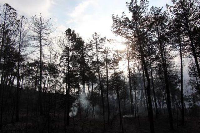 Bolu da 2 G&uuml;n S&uuml;ren Orman Yangınında 100 Hektar K&uuml;l Oldu 1