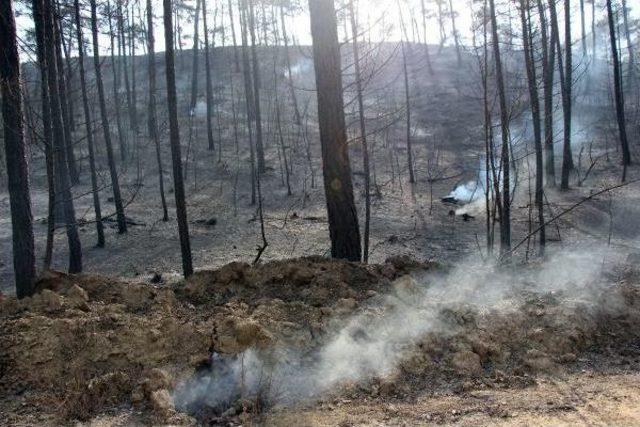 Bolu da 2 G&uuml;n S&uuml;ren Orman Yangınında 100 Hektar K&uuml;l Oldu 2