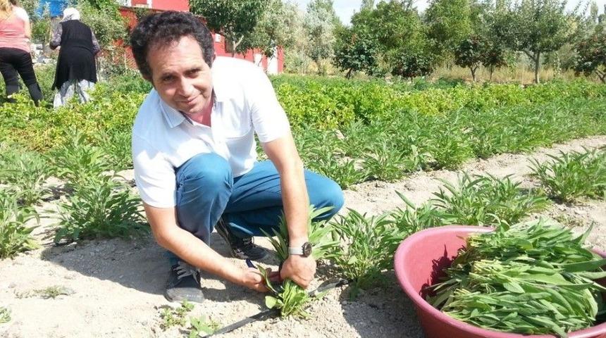 Talas&rsquo;ta Ada&ccedil;ayı Hasadı Yapıldı