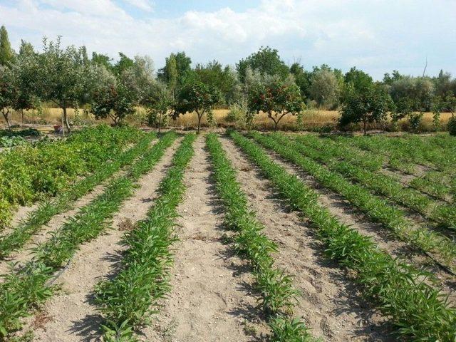 Talas&rsquo;ta Ada&ccedil;ayı Hasadı Yapıldı 1