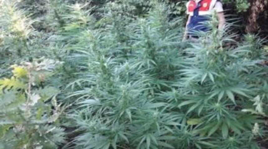 Kocaeli&rsquo;de Uyuşturucu Satıcılarına Rahat Yok